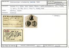 Karteikarte zum Holotyp von Triloculina intermedia Karrer, 1868